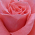 Orange - roz - Trandafir pentru straturi Floribunda - Favorite®